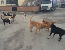 Öğrencilerin Köpek Sınavı