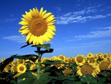 DİKKAT! Bu Bölgelerde Ayçiçeği Ekmek Yasak