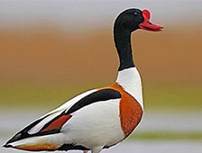 Hava atayım dedi ama...