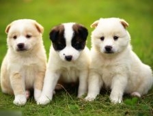 Hayvan Bakım, Tedavi Merkezi İçin Çalışmalar Sürüyor.