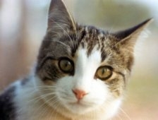 İtfaiye alarma geçti.