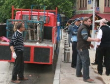 Akyazı Belediyesi Sokaklarda ki Köpekleri Toplamaya Başladı