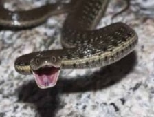 Yılan'ın Kovaladığı Kadın Hastanelik Oldu 