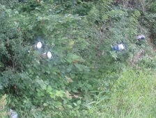 Zarardan Başka ne işe yararsınız !