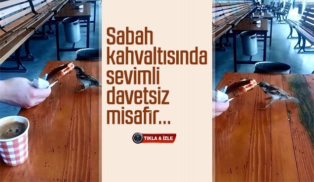 Sabah Kahvaltısında Sevimli Davetsiz Misafir