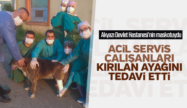 Sağlıkçılar ayağı kırılan köpeği tedavi etti