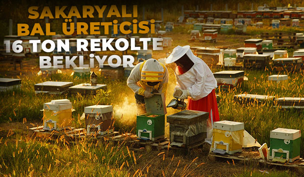 Sakarya balında 16 ton rekolte bekleniyor