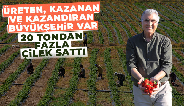 Sakarya Büyükşehir 20 tondan fazla çilek sattı
