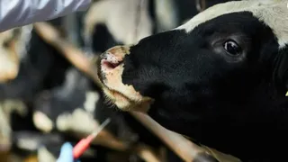 Sakarya'da 15 mahallede şap karantinası