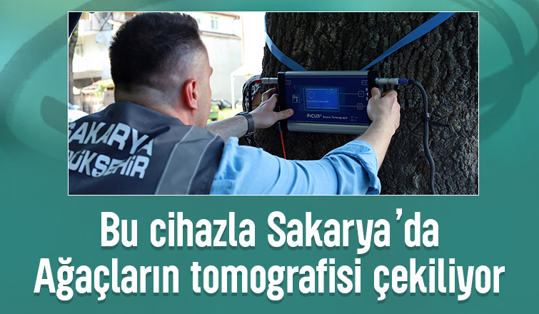 Sakarya'da ağaçların tomografisi çekiliyor