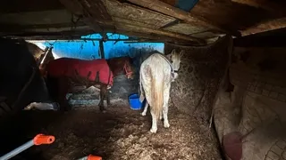 Sakarya'da at kesen 3 kişi jandarma tarafından yakalandı