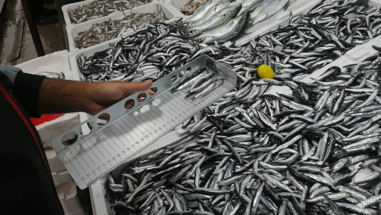 Sakarya'da balık boyu denetimi