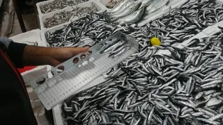 Sakarya'da balık boyu denetimi
