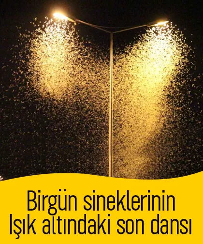 Sakarya'da doğa olayı bu yılda gerçekleşti