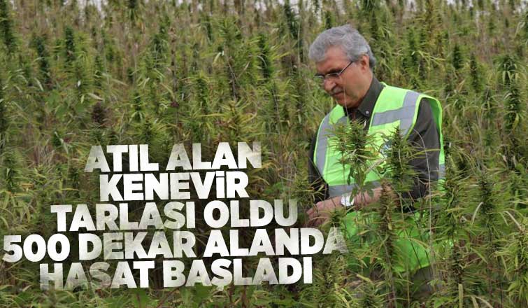 Sakarya'da endüstriyel keneverin hasadı başladı