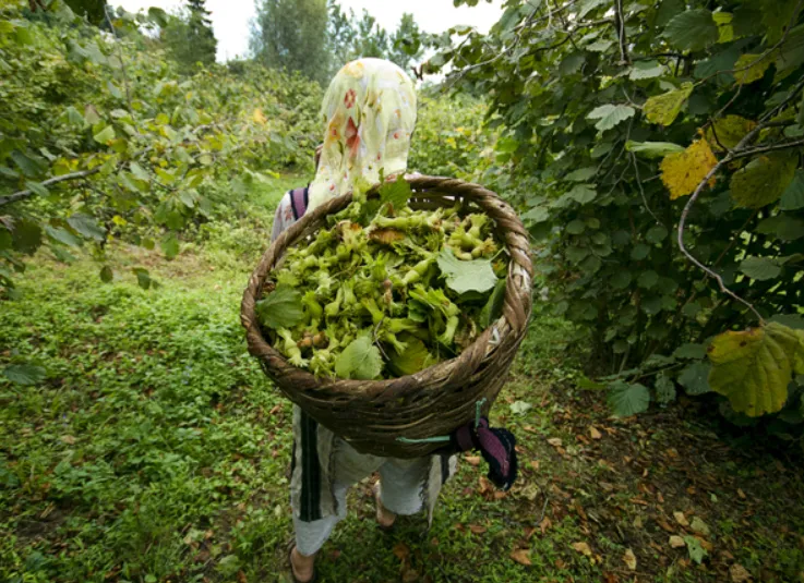 Sakarya'da fındık hasadı başladı