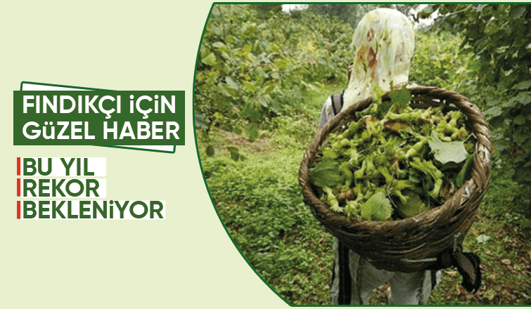 Sakarya'da fındık rekoltesi 100 bin tonu geçecek