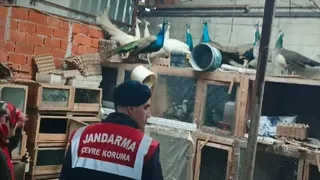 Sakarya'da kaçak hayvan operasyonu