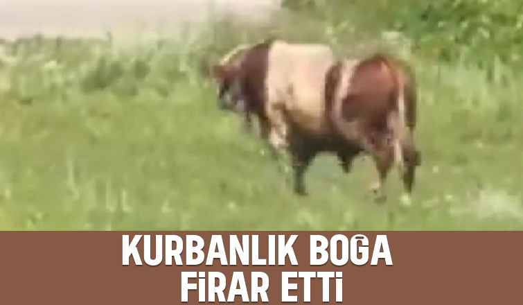 Sakarya'da kurbanlık boğa kaçtı