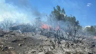 Sakarya'da orman yangını