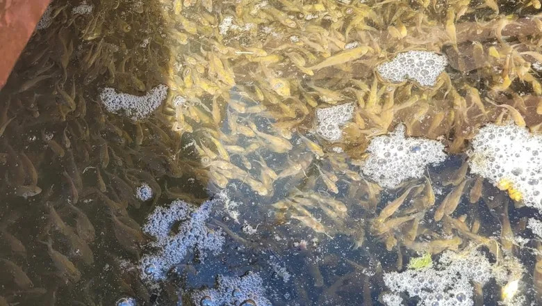 Sakarya'da su kaynaklarına milyonlarca sazan yavrusu bırakıldı