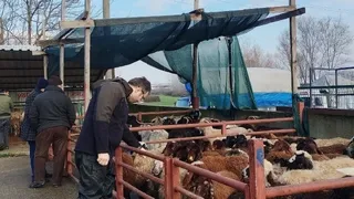 Sakarya Hayvan Pazarı açıldı