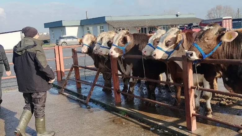 Sakarya Hayvan Pazarı açıldı