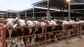 Sakarya Hayvan pazarı şap tedbiri için kapatıldı