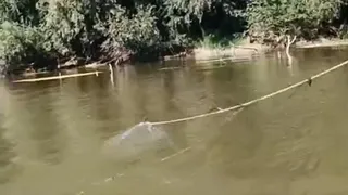 Sakarya Nehri'nde kaçak balık avcılarına operasyon