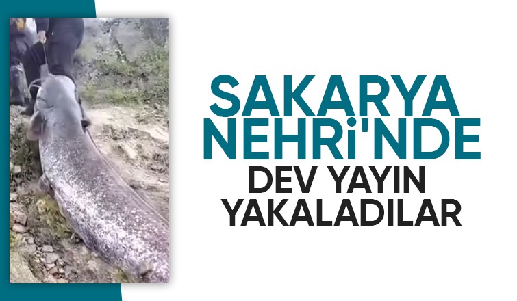 Sakarya Nehri'nde oltayla dev yayın yakaladılar
