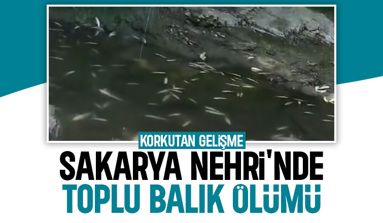 Sakarya Nehri'nde toplu balık ölümü
