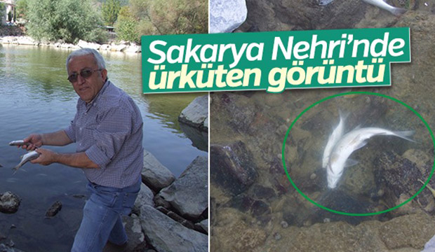 Sakarya Nehri'nde ürküten görüntü