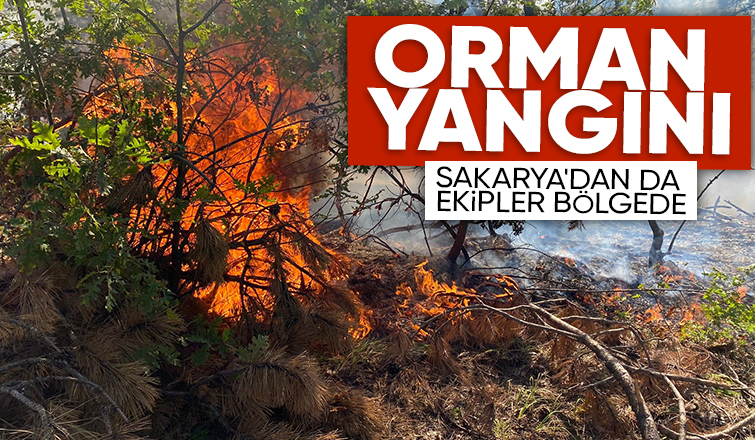 Sakarya sınırında orman yangını