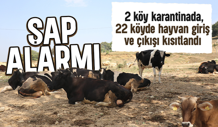 Sakarya sınırında şap alarmı