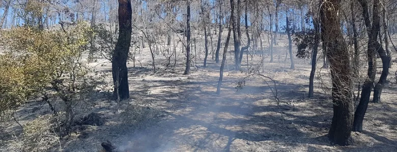 Sakarya tarihinin en büyük yangınının çıkış nedeni belirlendi