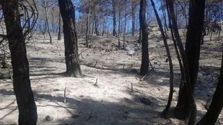 Sakarya tarihinin en büyük yangınının çıkış nedeni belirlendi