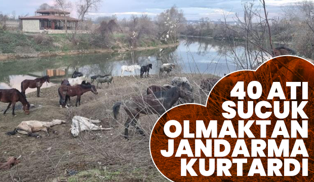 Sakarya’da 40 adet at kesilmekten son anda kurtarıldı