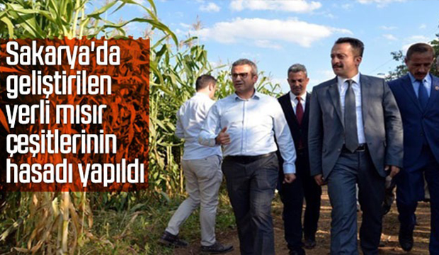 Sakaryada geliştirilen yerli mısır çeşitlerinin hasadı yapıldı