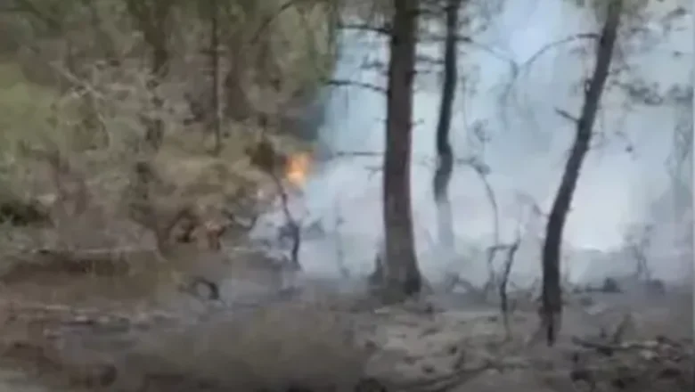 Sakarya'da orman yangını