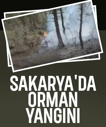 Sakarya'da orman yangını