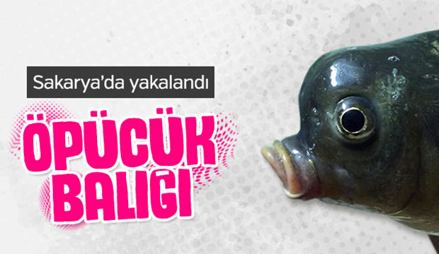 Sakarya'da yakalandı, görenleri şaşırtıyor