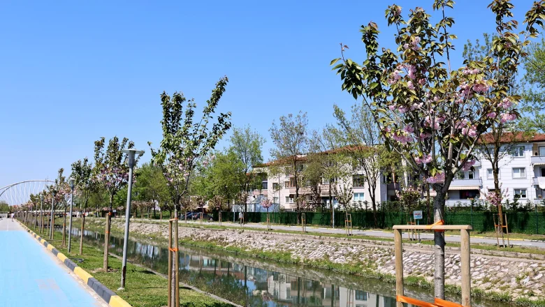 Sakura ağaçları şehri görsel bir şölene dönüştürdü