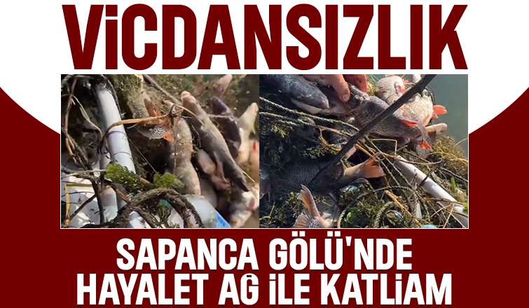 Sapanca Gölü'nde balık katliamı
