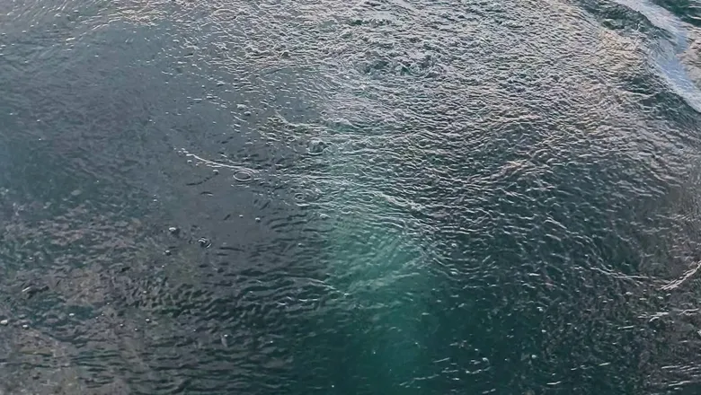 Sapanca Gölü'nde kayda aldı; Önce balık sandım