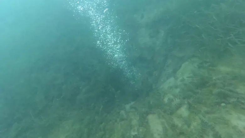 Sapanca Gölü'ndeki endişelendiren kabarcıkların nedeni ne? Açıklama geldi