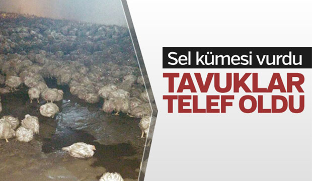 Sel kümesi vurdu, tavuklar telef oldu