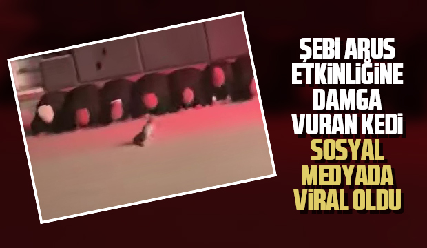 Semazenlerden ürken kedi sosyal medyada viral oldu
