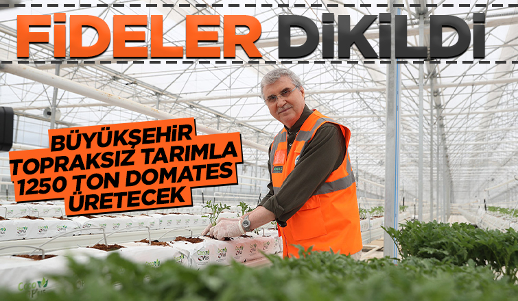 Seracılık Mükemmeliyet Merkezi’nde 65 bin kök domates fidesi dikildi