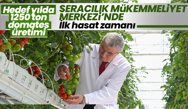 Seracılık Mükemmeliyet Merkezi’nde ilk hasat heyecanı