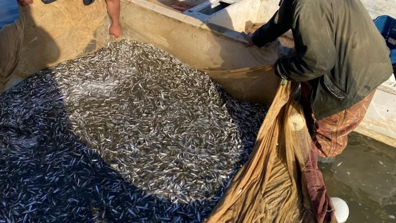 Sezonu açıldı; Tonlarca avladılar